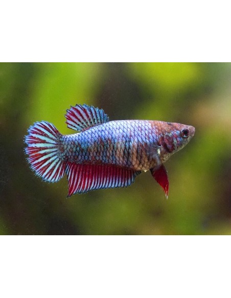 BETTA SPLENDENS FEMMINA
