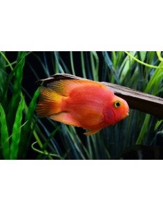 CICHALASOMA BLOOD PARROT CM 5