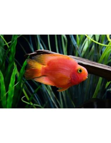 CICHALASOMA BLOOD PARROT CM 5