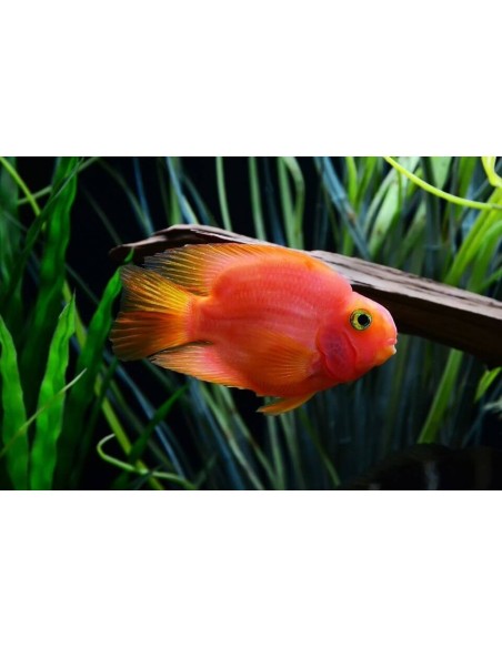 CICHALASOMA BLOOD PARROT CM 5