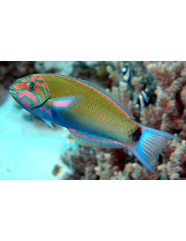 THALASSOMA LUNARE