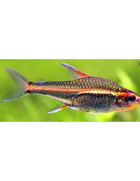HEMIGRAMMUS ERYTHROZONUS