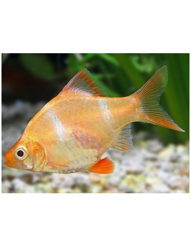 CAPOETA TETRAZONA ORO