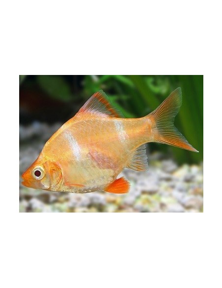 CAPOETA TETRAZONA ORO