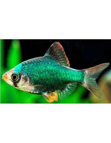 CAPOETA TETRAZONA VERDE