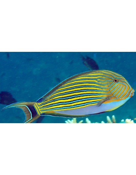 ACANTHURUS LINEATUS