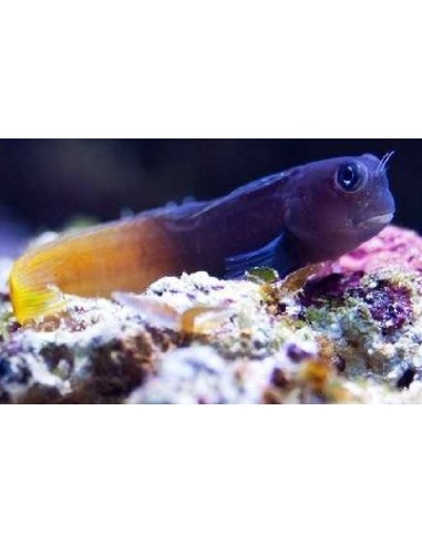 Ecsenius pulcher/bicolor