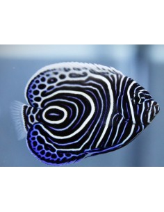 POMACANTHUS IMPERATOR JUVENILE