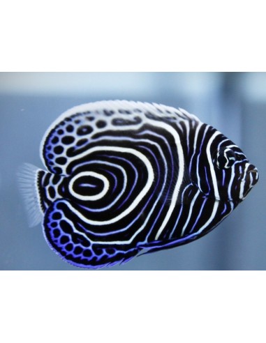POMACANTHUS IMPERATOR JUVENILE