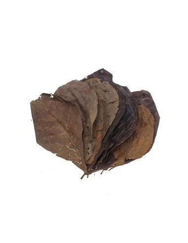 Zolux Aquaya foglie di catappa conf.da  14 pezzi