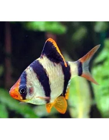 CAPOETA TETRAZONA 