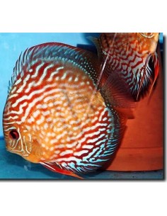 Discus Blù Turchese / Rosso 6.5cm