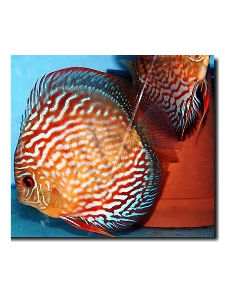 Discus Blù Turchese / Rosso 6.5cm