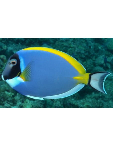Acanthurus leucosternon (LARGE)