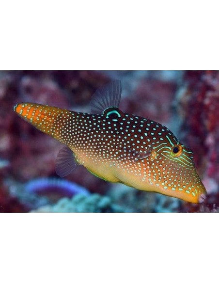 CANTHIGASTER MARGARITATA
