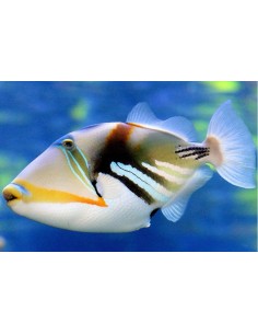 RHINECANTHUS ACULEATUS