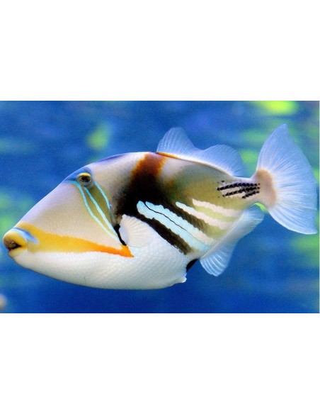 RHINECANTHUS ACULEATUS