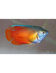 COLISA LALIA ROSSA