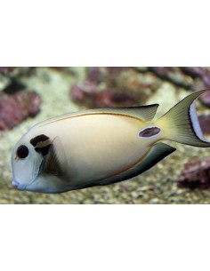 ACANTHURUS TENNENTI medium