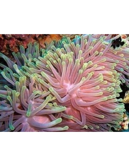 RADIANTHUS MALU COLOR LONG TENTACLES (EXTRA LARGE-SHOW)