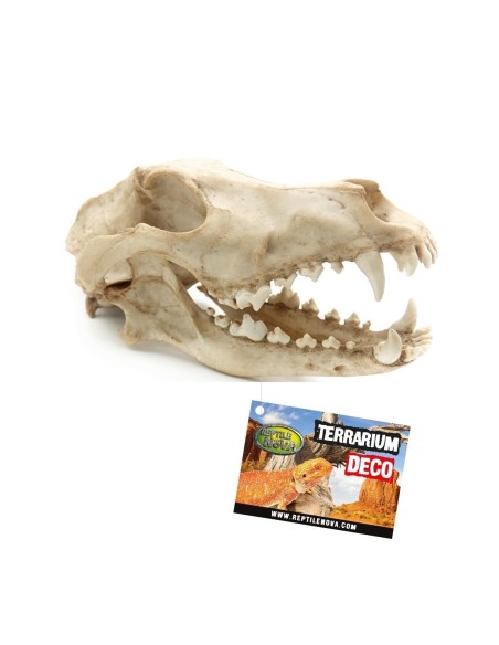 Reptile nova REPTILE NOVA Teschio di animali di grandi dimensioni 27x13x13,5 cm