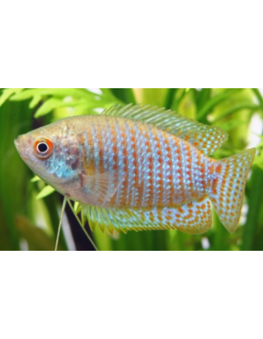 COLISA LABIOSA ASSORTITE
