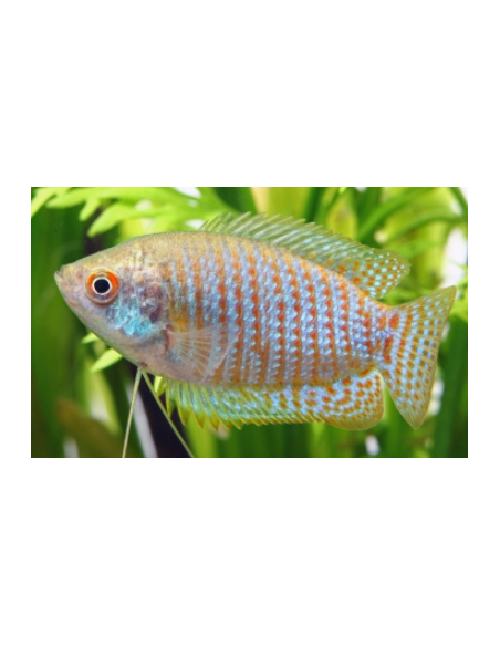 COLISA LABIOSA ASSORTITE