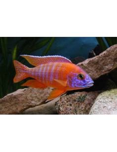 AULONOCARA SPECIE SUPER COLOR