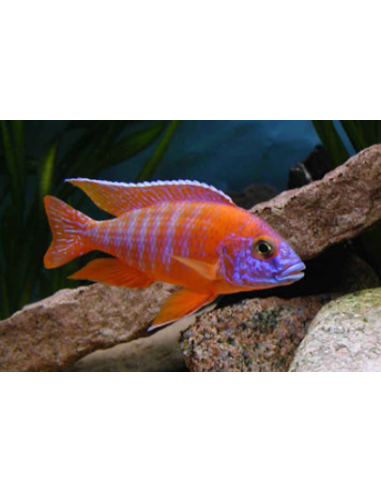 AULONOCARA SPECIE SUPER COLOR