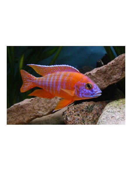AULONOCARA SPECIE SUPER COLOR