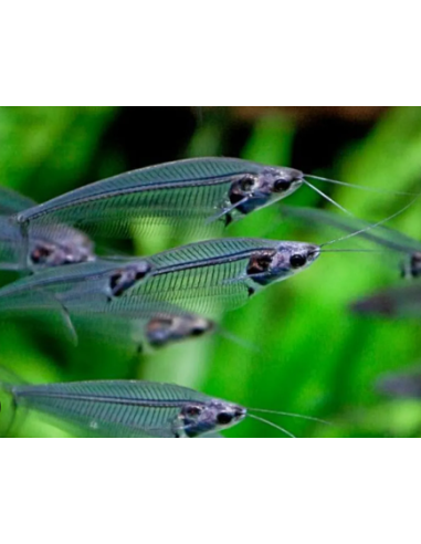 KRYPTOPTERUS BICIRRIS