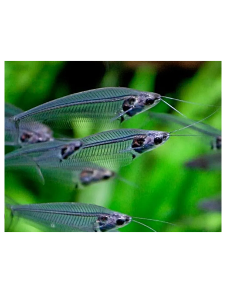 KRYPTOPTERUS BICIRRIS