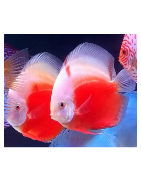 Discus Valentine