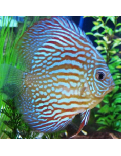 Discus peackock 9/10 cm
