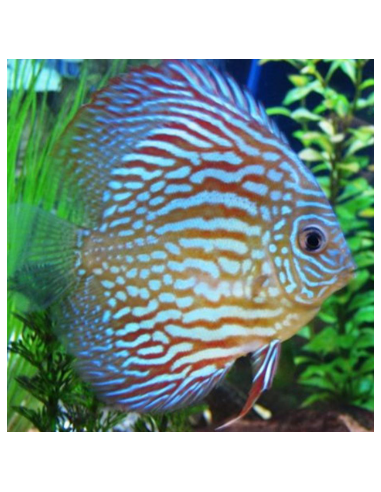 Discus peackock 9/10 cm
