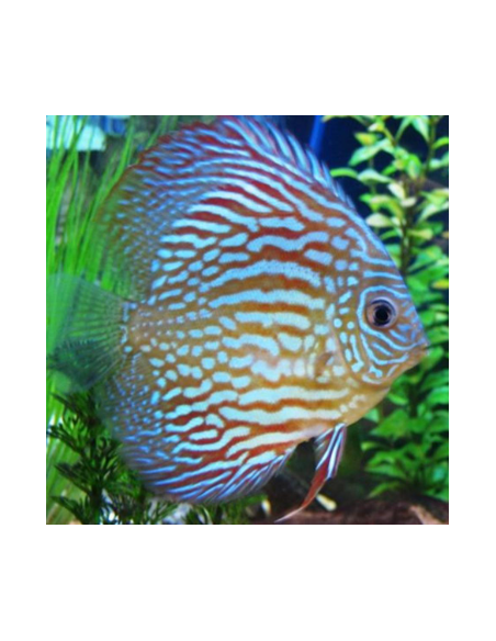 Discus peackock 9/10 cm