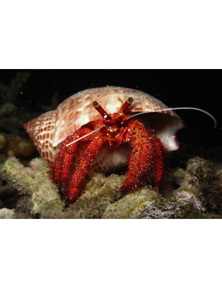 CALICINUS TIBICEN OFF.