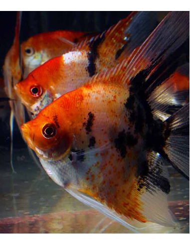 PTEROPHYLLUM SCALARE RED DEVIL (MEDIUM/LARGE...