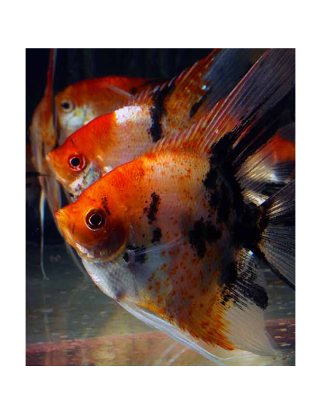 PTEROPHYLLUM SCALARE RED DEVIL (MEDIUM/LARGE 8/9CM)