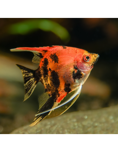 PTEROPHYLLUM SCALARE RED DEVIL (MEDIUM/LARGE...