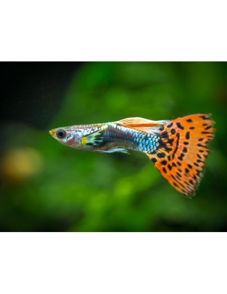 POECILIA RETICULATA MASCHI ASSORTITI OFFERTA (GUPPY)