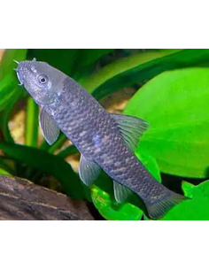 GARRA RUFA - DOCTOR FISH