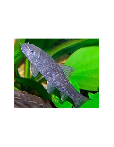 GARRA RUFA - DOCTOR FISH