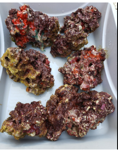 ROCCE VIVE TROPICALI VIVE INDONESIA (Qualità Premium)