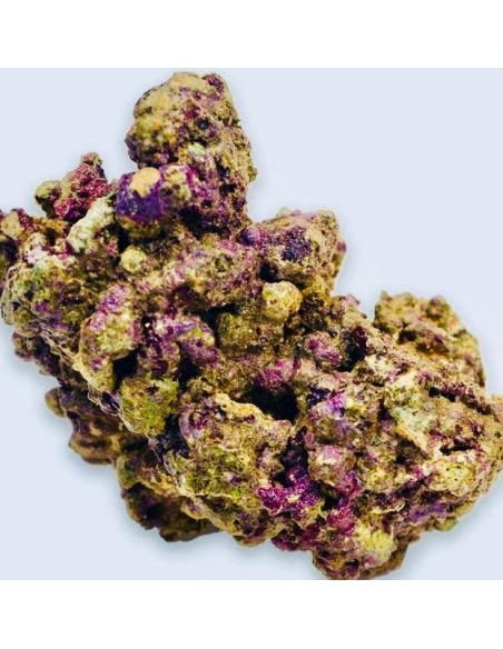 ROCCE VIVE TROPICALI VIVE INDONESIA (Qualità Premium)