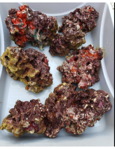 ROCCE VIVE TROPICALI VIVE INDONESIA (Qualità Premium) 2