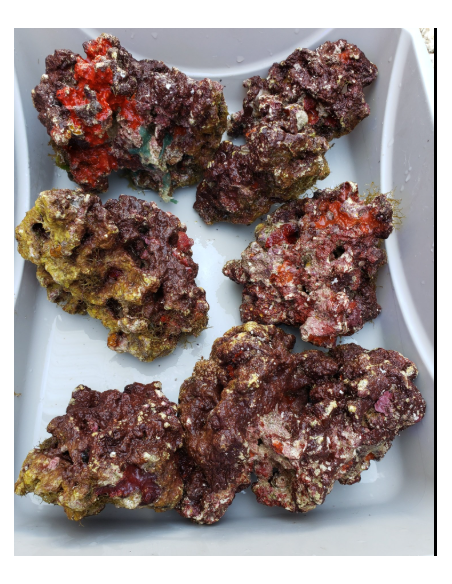 ROCCE VIVE TROPICALI VIVE INDONESIA (Qualità Premium)