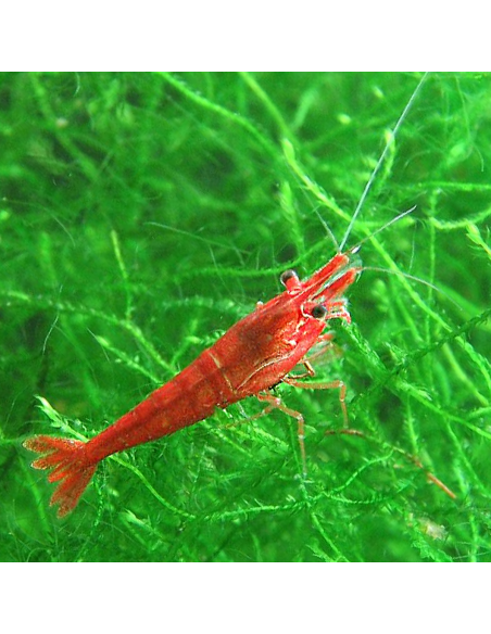 Neocaridina Heteropoda Red