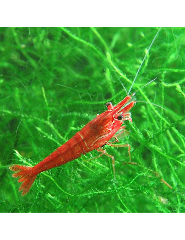 Neocaridina Heteropoda Red