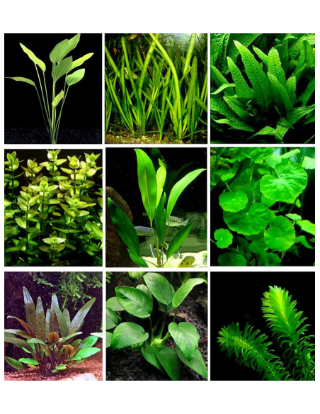 PIANTE ACQUATICHE ORNAMENTALI ASSORTITE IN VASETTO PER ACQUARI - (1 Pz)
